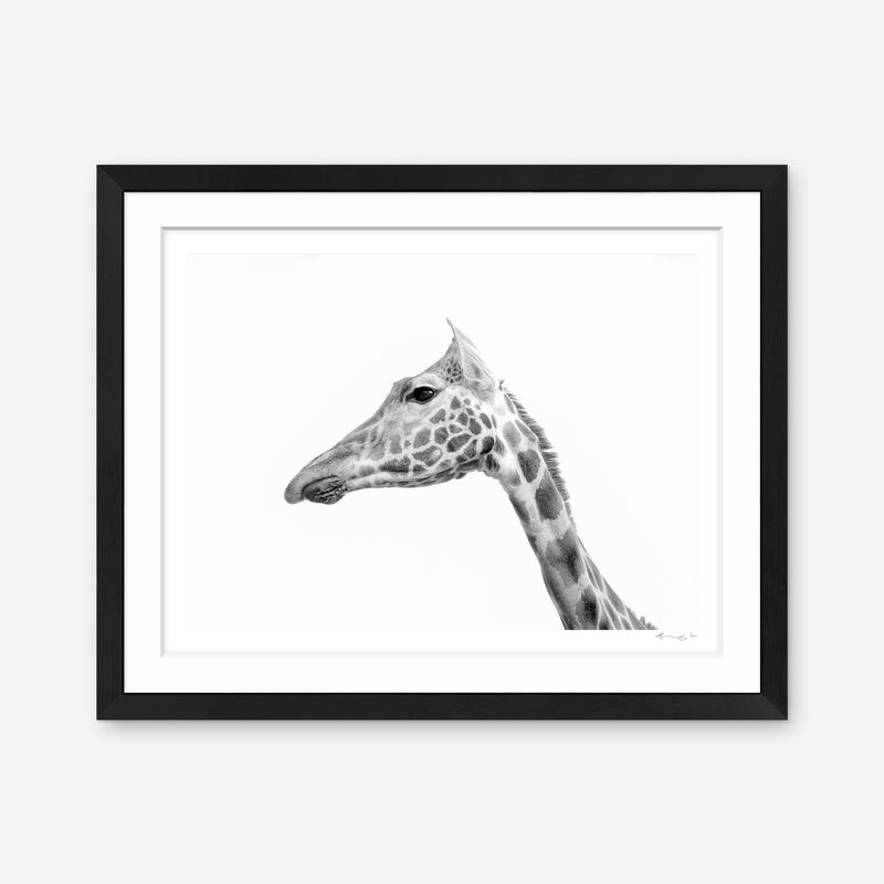 Rothschild's Giraffe