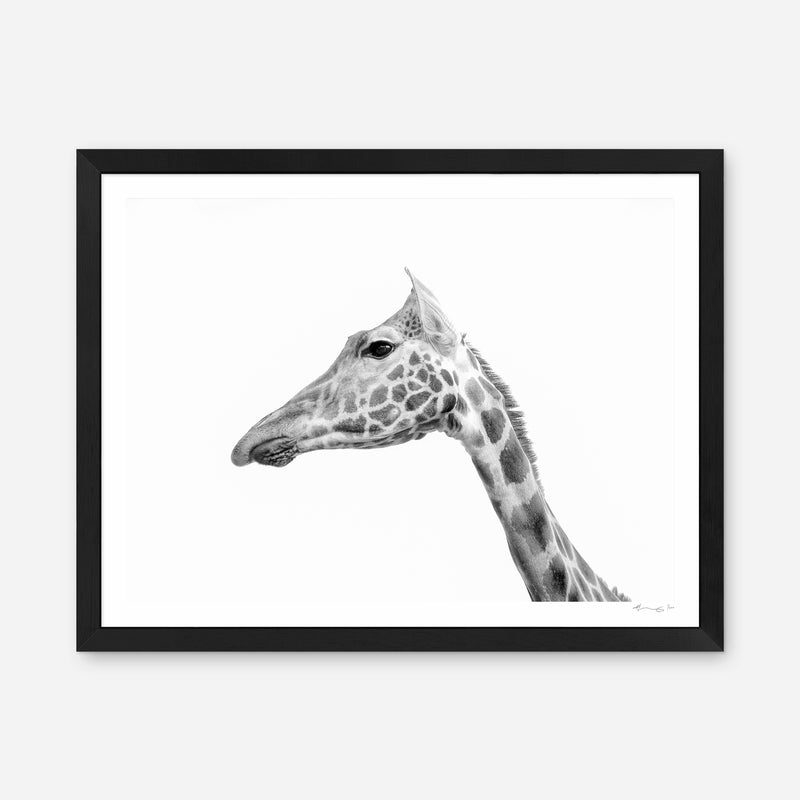 Rothschild's Giraffe