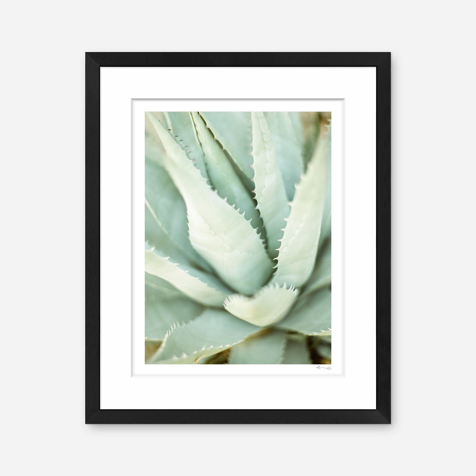 Agave – KT Merry Fine Art