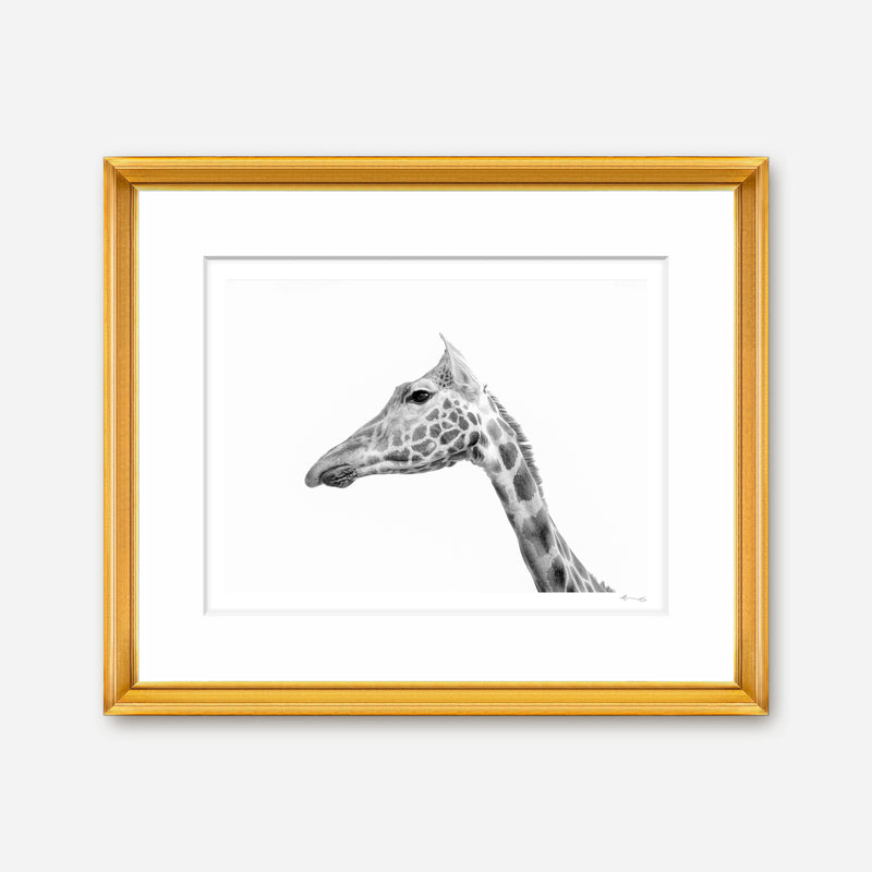 Rothschild's Giraffe