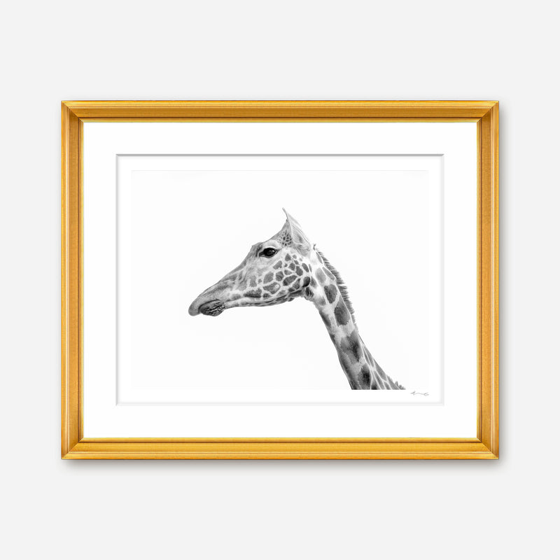 Rothschild's Giraffe