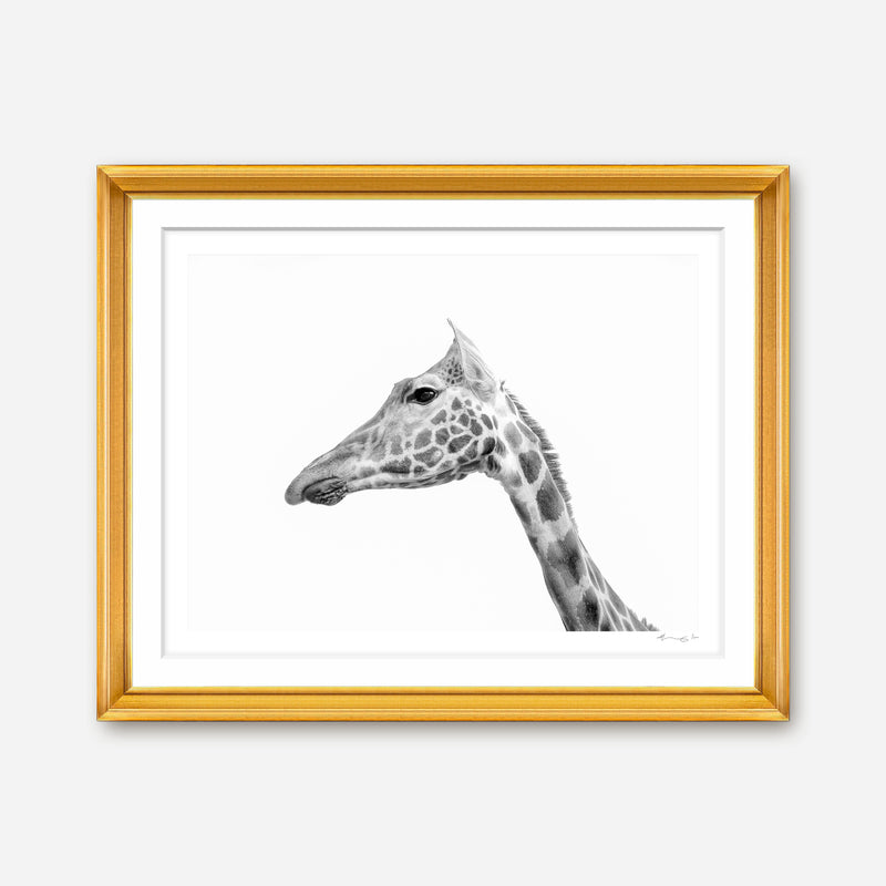 Rothschild's Giraffe