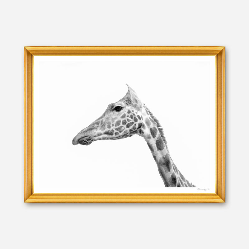 Rothschild's Giraffe