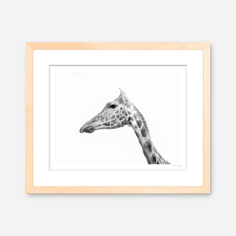 Rothschild's Giraffe