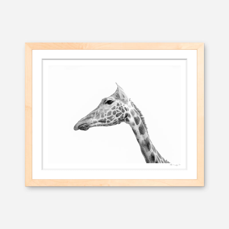 Rothschild's Giraffe