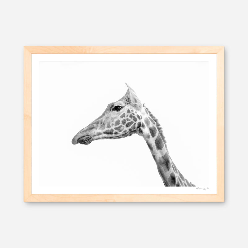 Rothschild's Giraffe