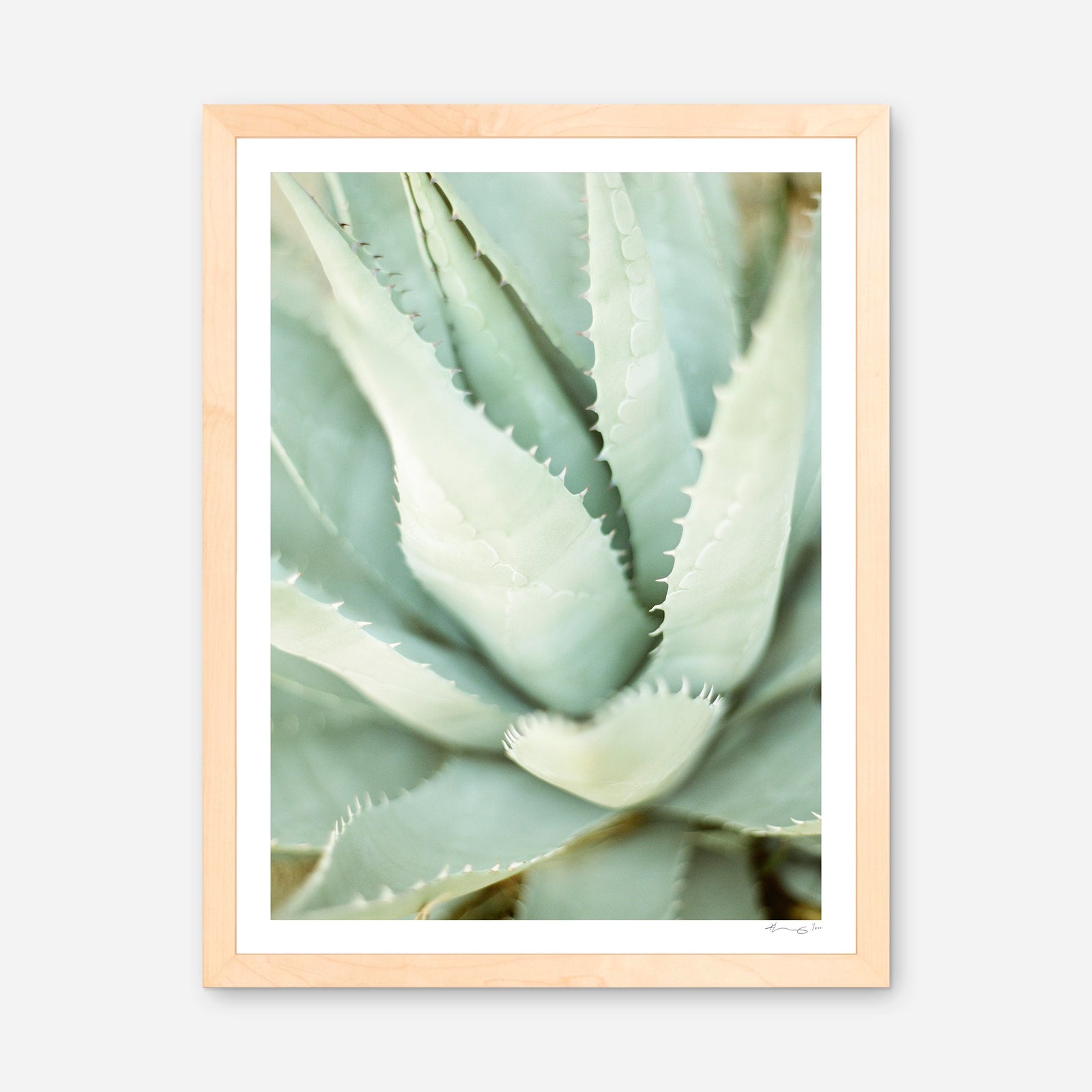 Agave – KT Merry Fine Art