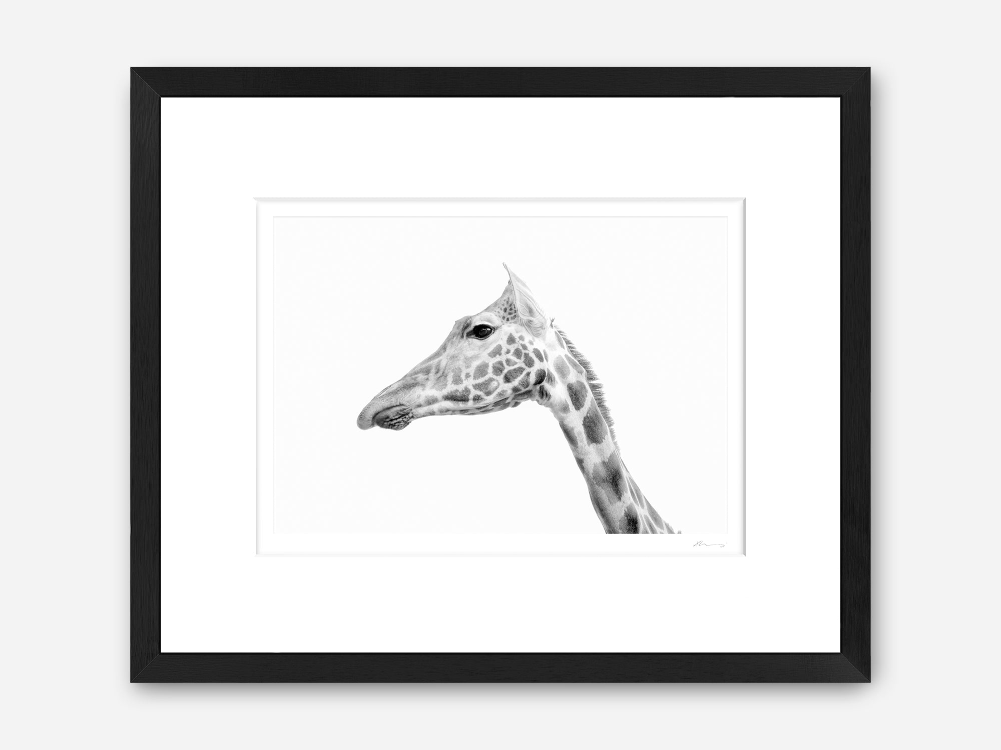 Rothschild's Giraffe – KT Merry Fine Art