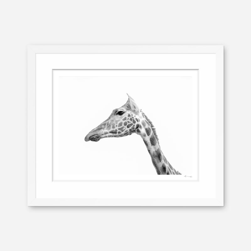 Rothschild's Giraffe