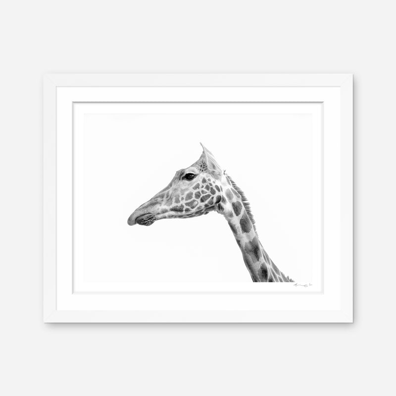 Rothschild's Giraffe