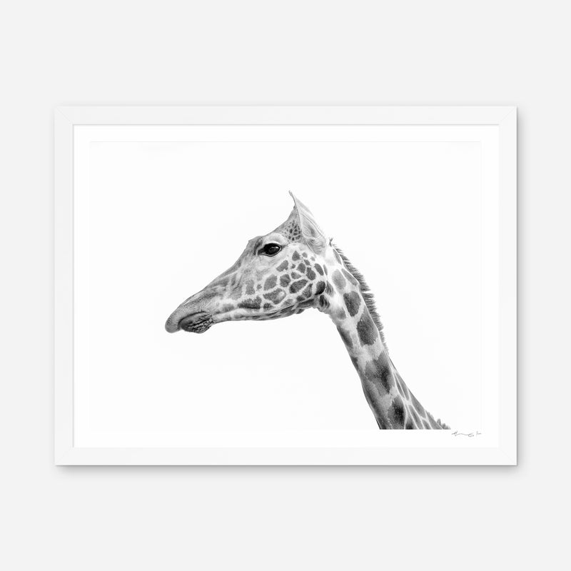 Rothschild's Giraffe