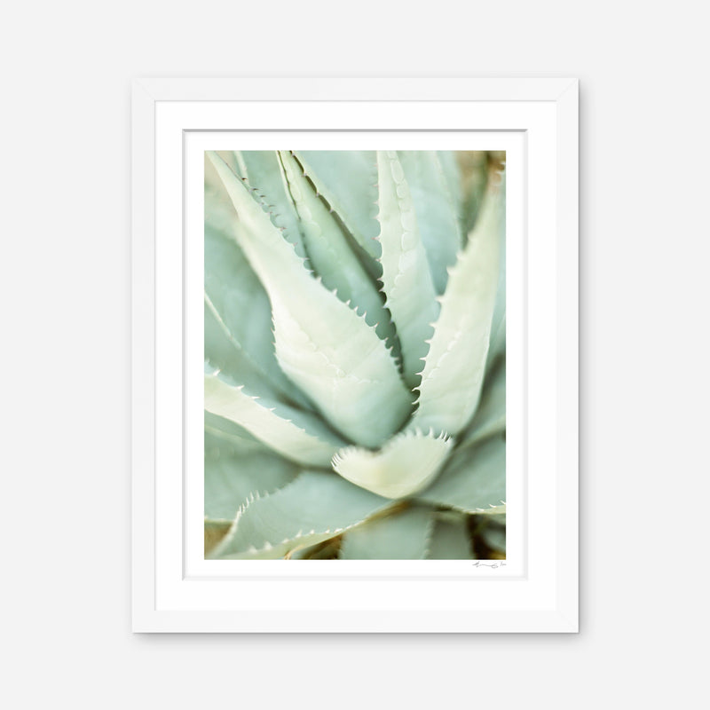 Agave