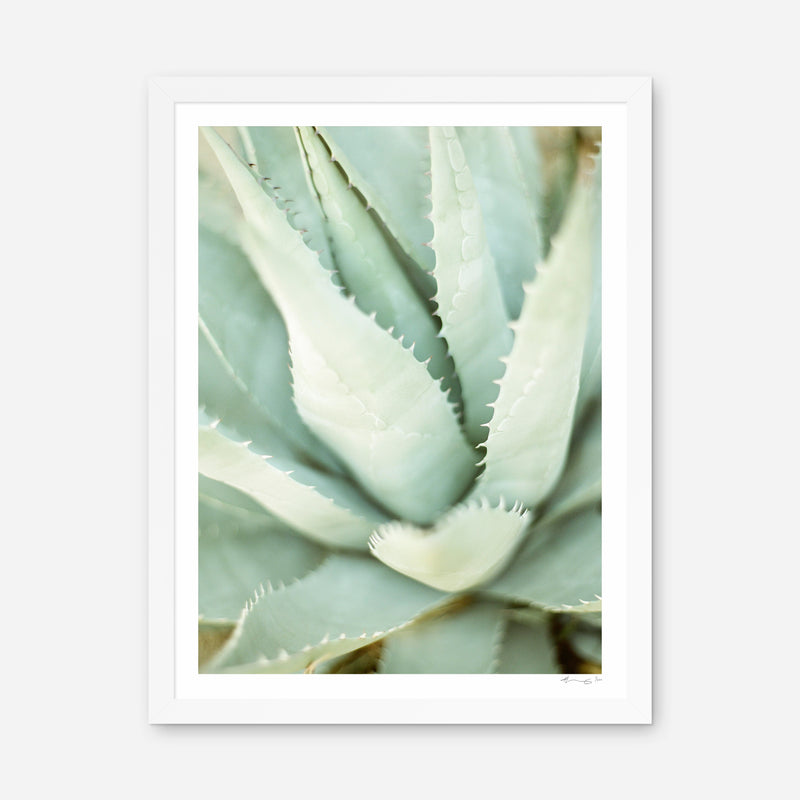 Agave