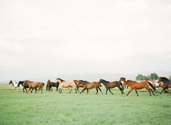 Hunewill Horses