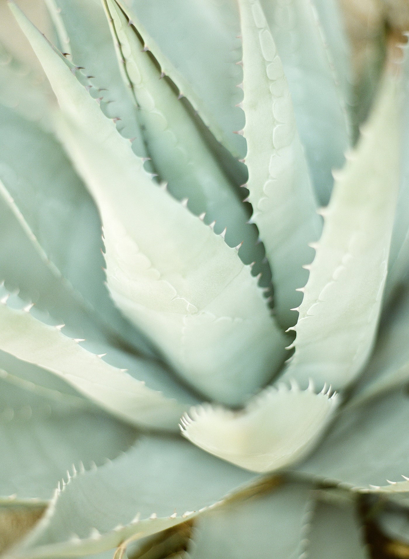 Agave – KT Merry Fine Art